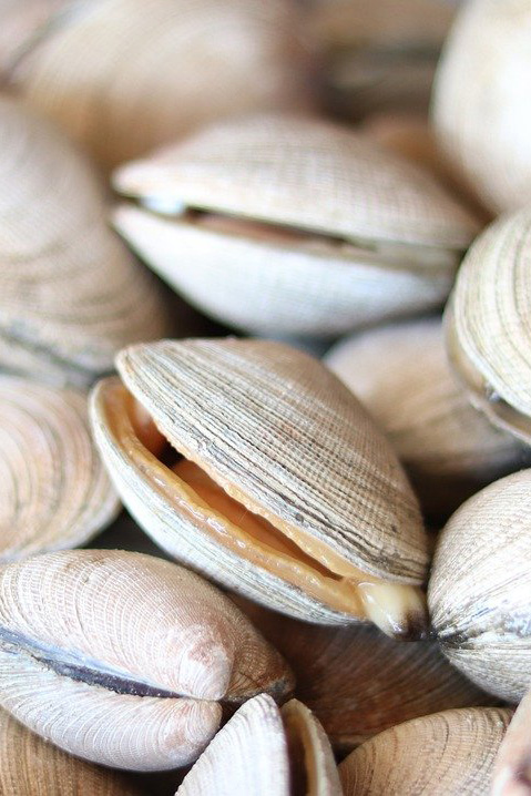 vongole