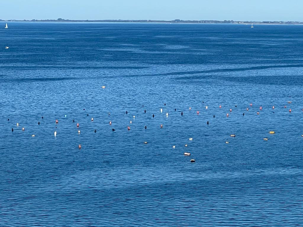 allevamento di cozze in mare a Trieste